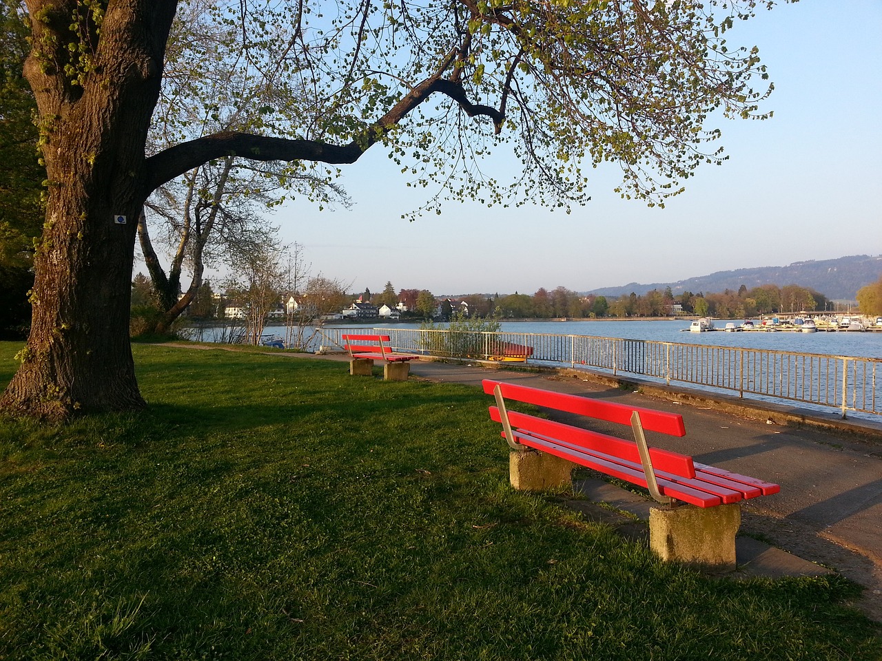 迷的呐喊声 迷的呐喊声