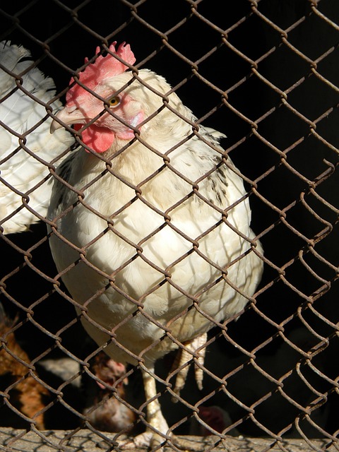 竞争力的同 竞争力的同